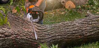 Best Hedge Trimming  in Spring City, PA