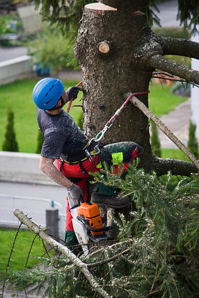 Best Tree and Shrub Care  in Spring City, PA