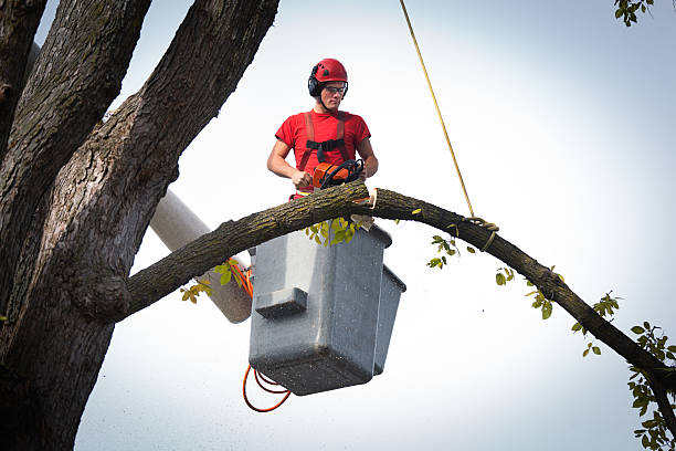 Best Storm Damage Tree Cleanup  in Spring City, PA